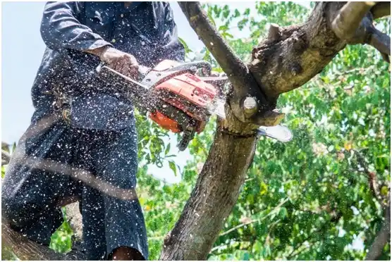 tree services Slater-Marietta